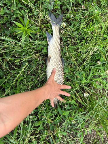 ニゴイの釣果
