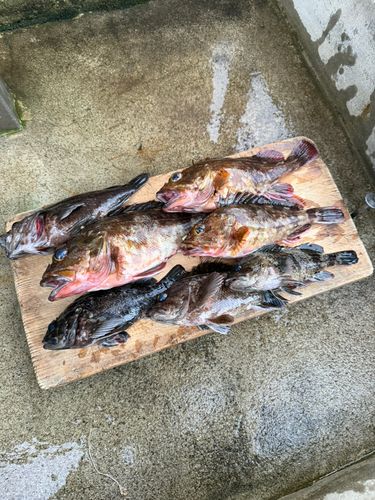 カサゴの釣果