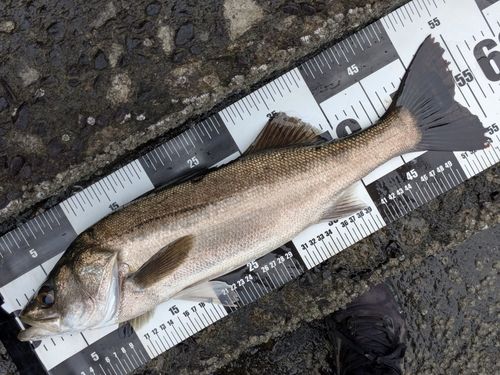 フッコ（マルスズキ）の釣果