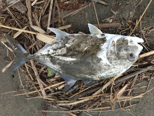 メッキの釣果