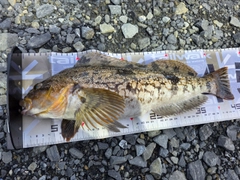 アイナメの釣果