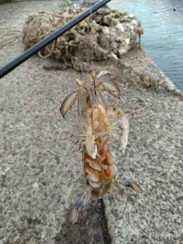 シャコの釣果
