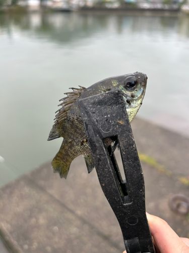 ブルーギルの釣果