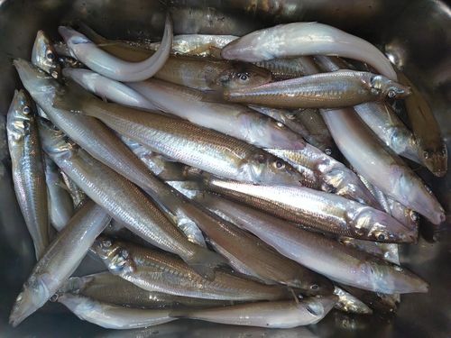 キスの釣果