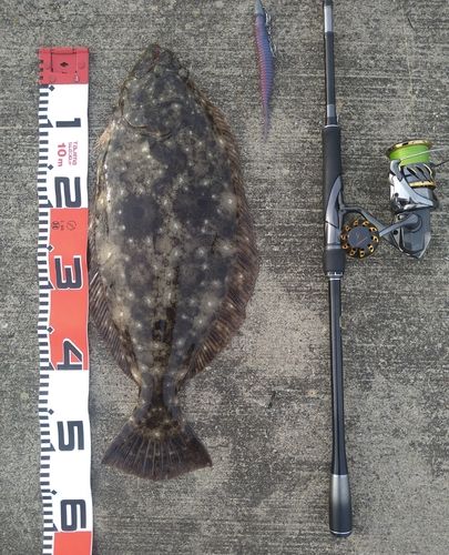 ヒラメの釣果
