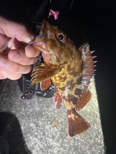 カサゴの釣果