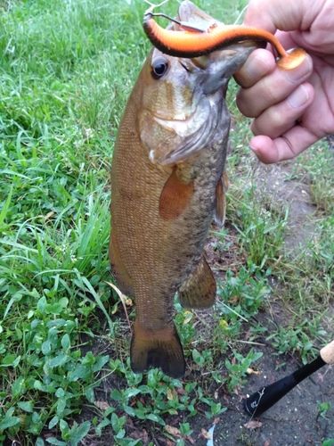 スモールマウスバスの釣果