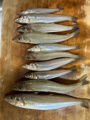 キスの釣果