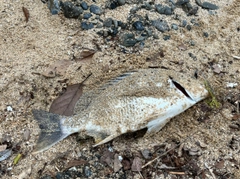 キビレの釣果