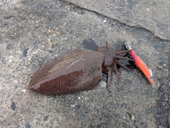モンゴウイカの釣果
