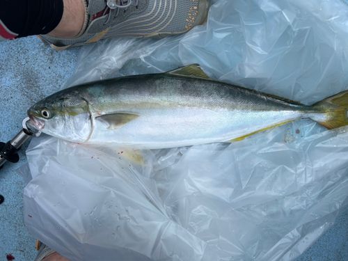 ハマチの釣果