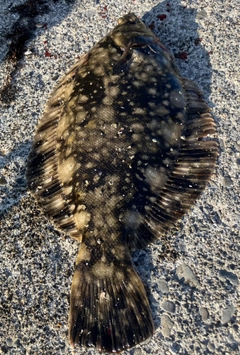 クロガシラガレイの釣果