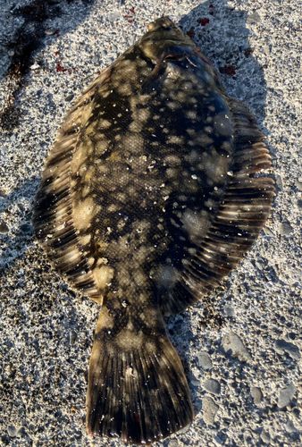 クロガシラガレイの釣果