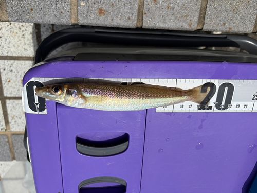 シロギスの釣果