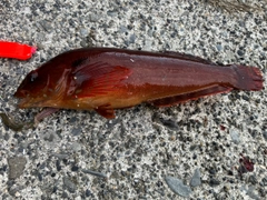 ウサギアイナメの釣果
