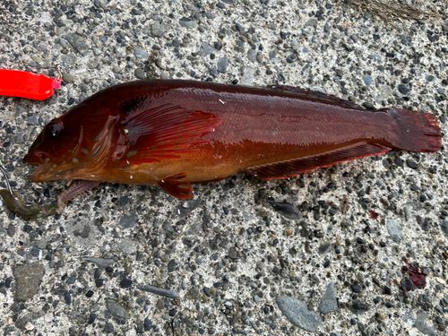 ウサギアイナメの釣果