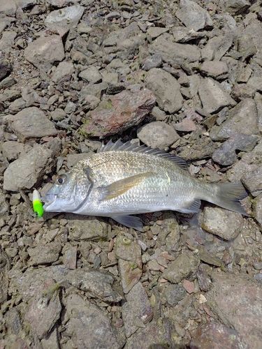 ミナミクロダイの釣果