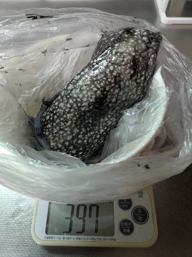 シリヤケイカの釣果