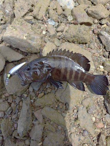 ヤミハタの釣果