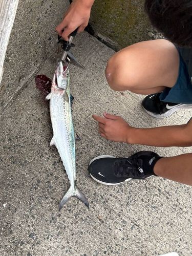 サゴシの釣果