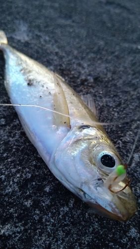 マアジの釣果