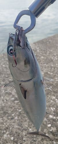 メジカの釣果