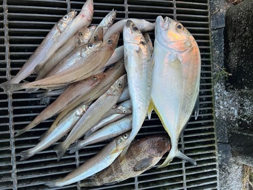 キスの釣果