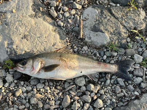 スズキの釣果