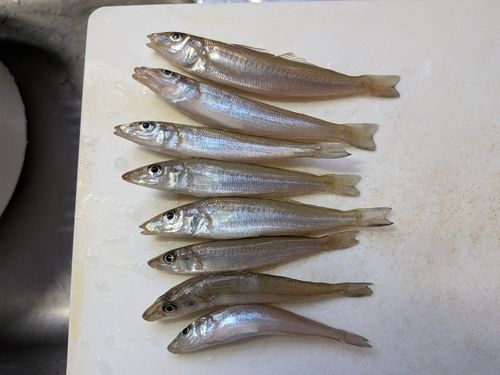 キスの釣果