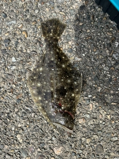 ソゲの釣果