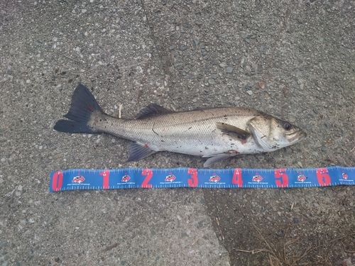 スズキの釣果