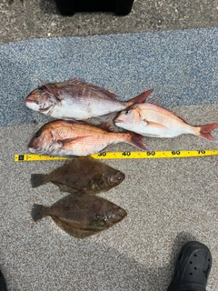 マダイの釣果