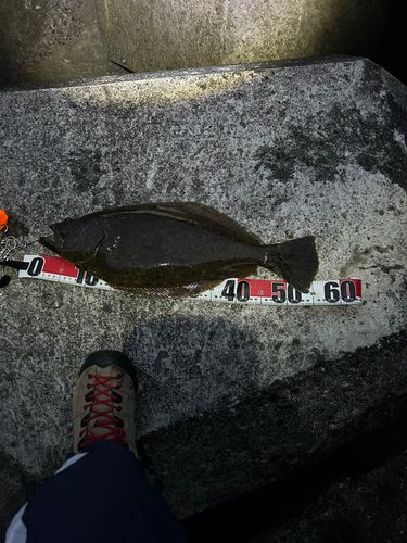 ヒラメの釣果