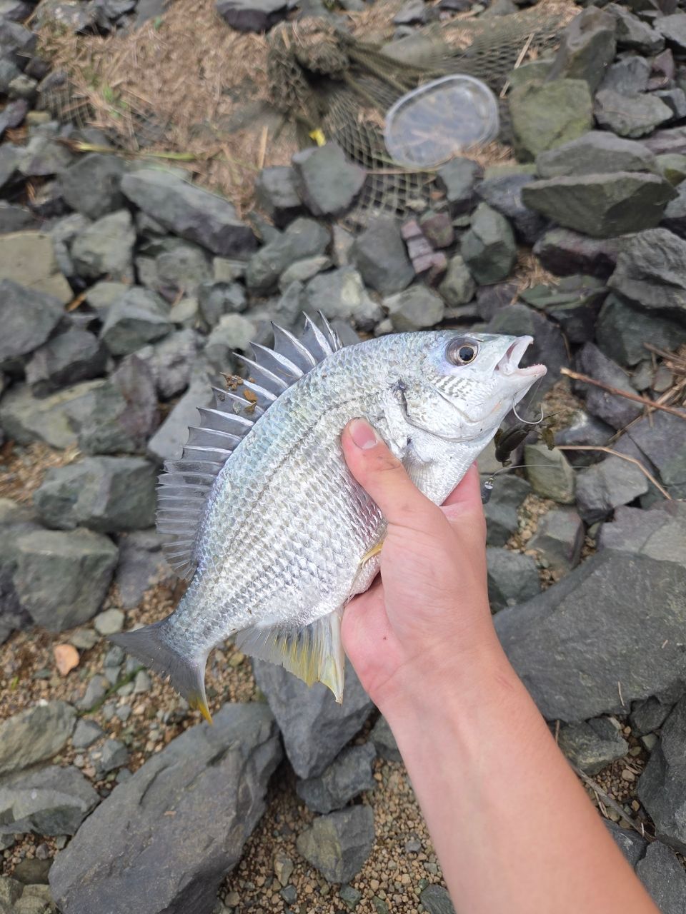 キビレの釣果写真