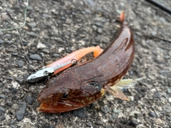 エソの釣果