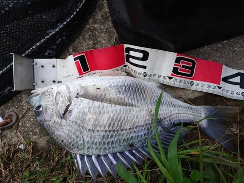 キビレの釣果