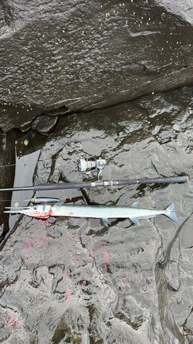 オキザヨリの釣果