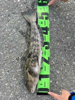 アイナメの釣果