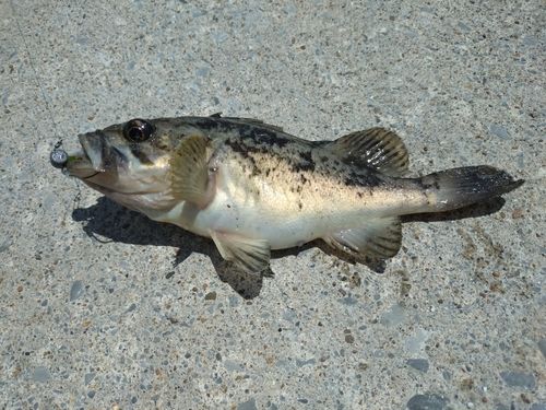 ソイの釣果
