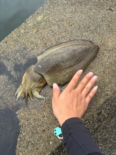 コウイカの釣果