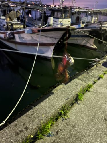 タコの釣果