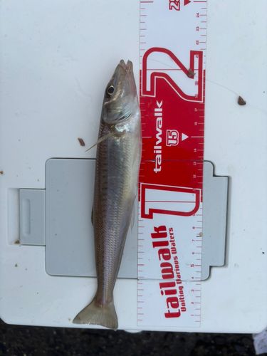 キスの釣果