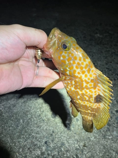 キジハタの釣果
