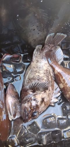 ソイの釣果