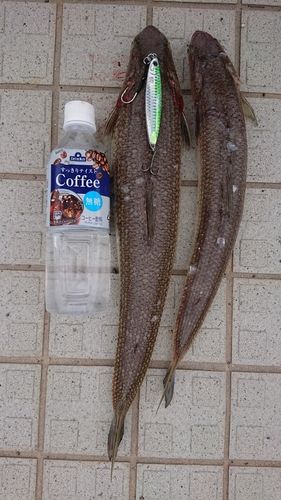 エソの釣果
