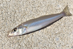 シロギスの釣果