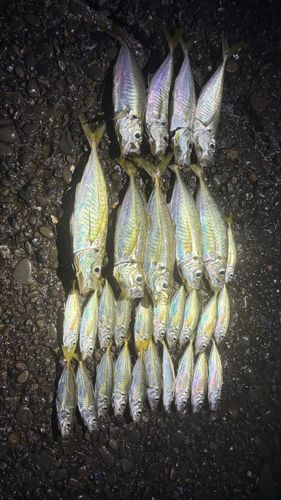 アジの釣果
