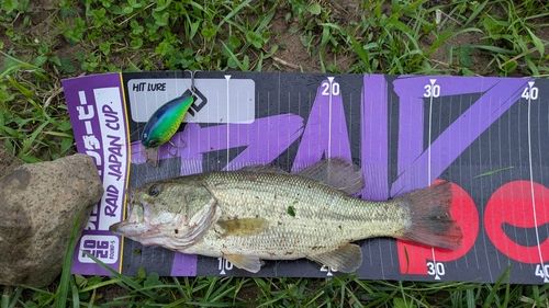 ラージマウスバスの釣果