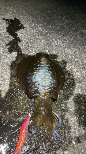 アオリイカの釣果
