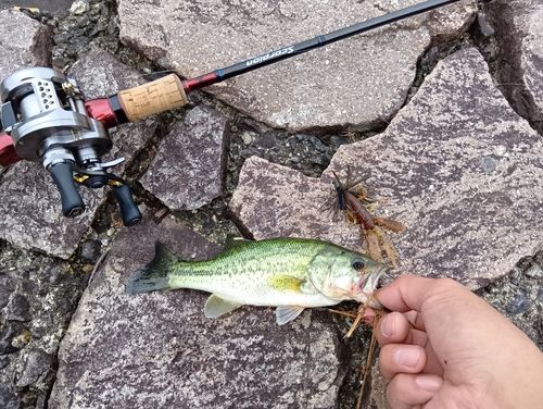 ブラックバスの釣果